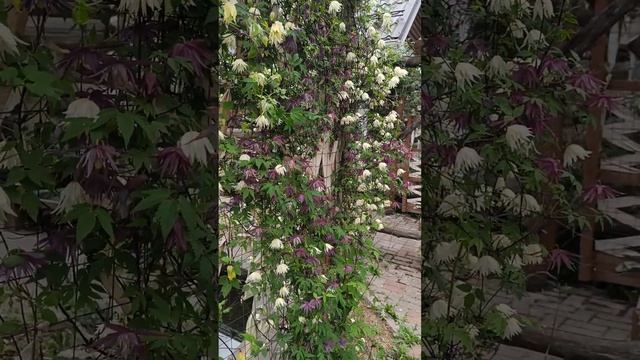 Зимостойкий клематис без ухода и обрезки! Знакомьтесь смотреть онлайн