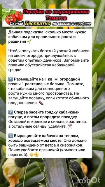 Правила выращивания кабачка смотреть онлайн