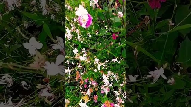 #цветы #красивые #разноцветные #природа #клумба #dance #love смотреть онлайн