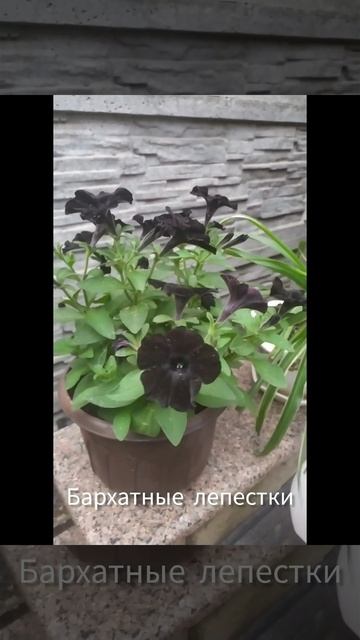 Первый раз посадила черную петуньи, необычный цветок. смотреть онлайн
