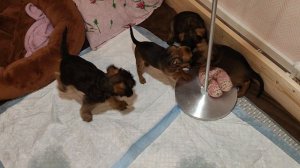 зайцу конец