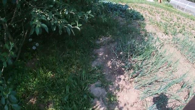 Выращивание семенного картофеля из семян.Growing seed potatoes смотреть онлайн