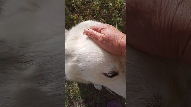 Ая сидит - нереально