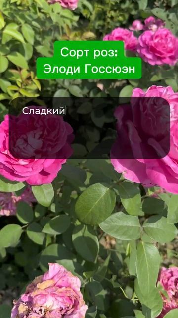 Роскошная Роза для вас #питомникрастений #саженцы #роз смотреть онлайн