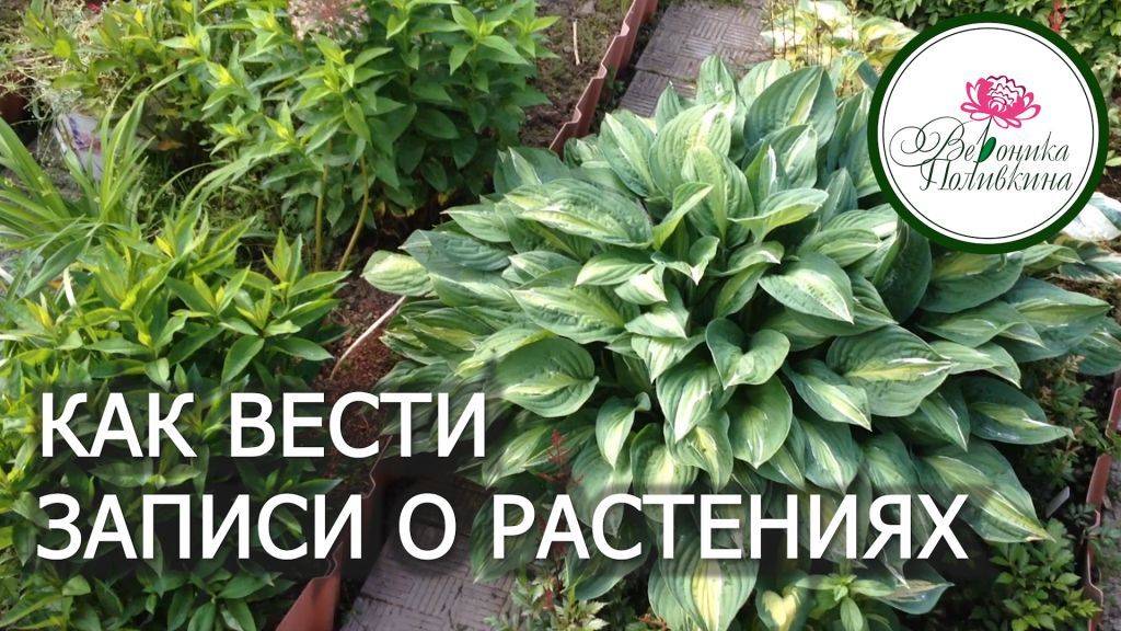 В ПОМОЩЬ ЦВЕТОВОДУ смотреть онлайн