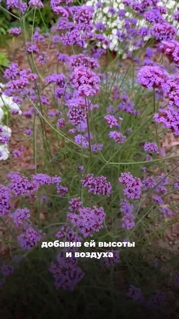 🌸 Что за высокое, воздушное растение мелькает в наших