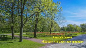 Стихотворение А. Суркова "Красоту, что дарит нам природа"