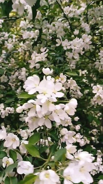 Вся земля,тёплом согрета!🌼🌸🌈🌸 А завтра ЛЕТО!🦋🐝?