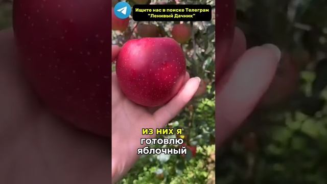 Рецепт Домашнего Яблочного Уксуса #дачныесоветы #огор смотреть онлайн