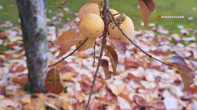 Как Вырастить Хурму в Домашних Условиях 🍂 смотреть онлайн