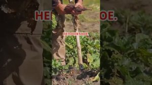 Как проверить вашу почву на токсичность? #почва #садов?