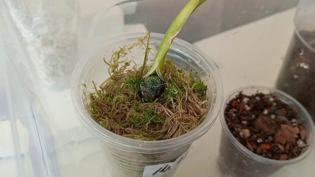 аглаонемы 26.05.24 #аглаонема #аглаонемы #aglaonema #ароидные смотреть онлайн