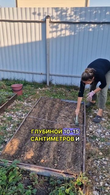 КРУПНЫЙ чеснок. Посадка озимого чеснока. #shorts смотреть онлайн