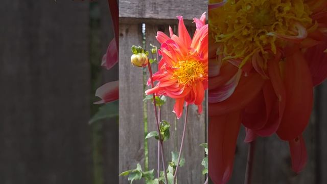 Георгины в ведре! | Dahlien Im Eimer! #georgienen #dahlien #георгины #сад