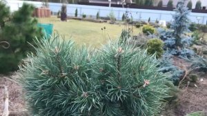 Хвойный Сад Надежды. Открытие сезона Часть III. 29.03.2025