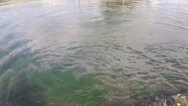 Разведение форели в садовом пруду смотреть онлайн