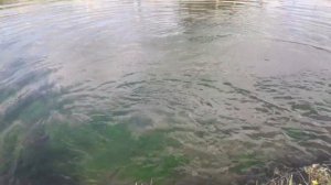 Разведение форели в садовом пруду