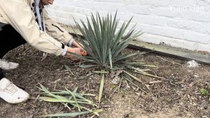 Юкка после зимы – обрезка и уход за растением!