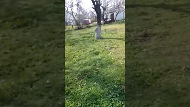 Мучают собаку  борцы(2)