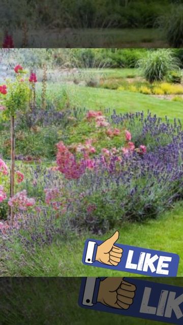 Штамбовые розы в сочетании с лавандой вдоль садовои смотреть онлайн