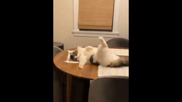 Коты 2021|прикольные и смешные видео с котами|коты демоны|разборки котов|вечеринки котов|выпуск #2 смотреть онлайн