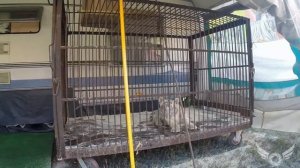 Цирк Максимус