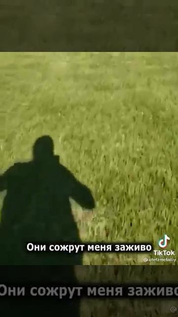 нашествие котят прикол