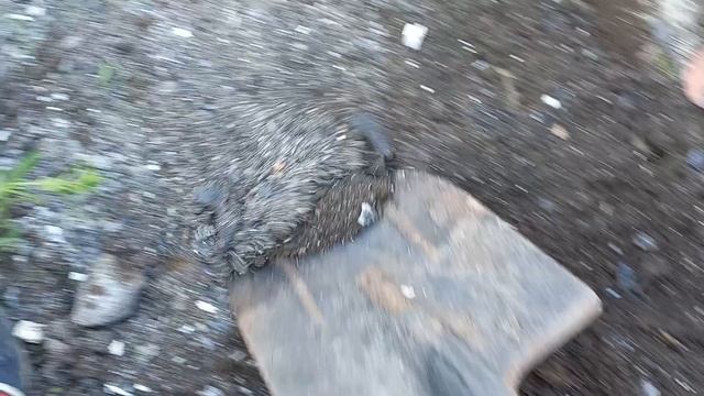 #зола#уголь#газ#лесозавод смотреть онлайн