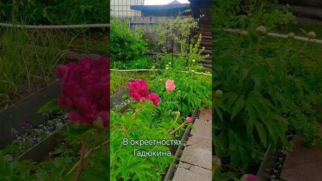 #лето #дача #хобби #россия смотреть онлайн