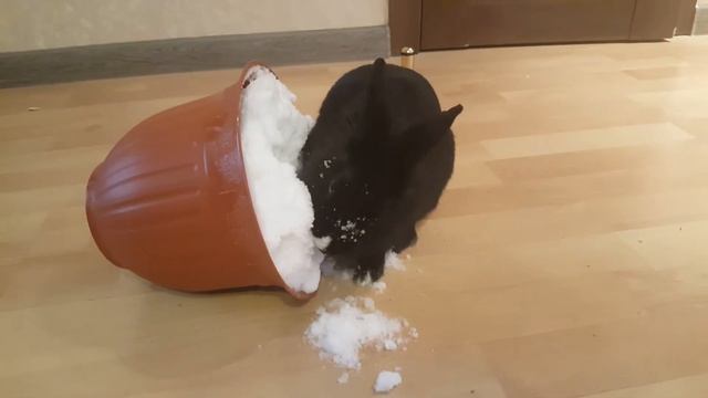 Кролик и снег смотреть онлайн