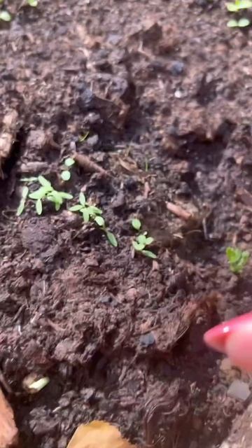 Горох взошел!!! #рассада смотреть онлайн
