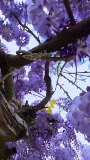 Цветёт глициния🔥🔥🔥 #цветы #дача #сад #глициния #мног смотреть онлайн
