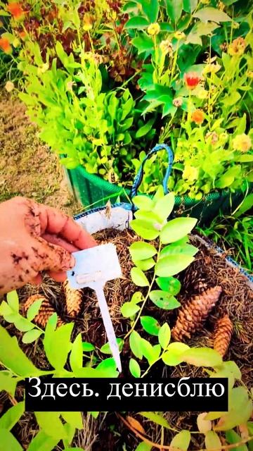 Как посадить голубику в большие контейнеры для растен смотреть онлайн