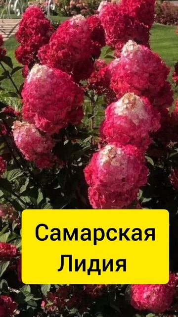 Новогоднее предложение #саженцы #гортензии #почтой #What смотреть онлайн