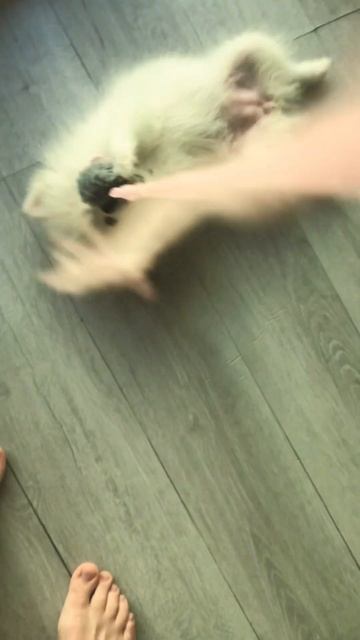 )))🐶🎀💗 #puppy #шпиц #animal #dog #щенок #funny #померанскийщпиц #померанский #щенокмилашка смотреть онлайн