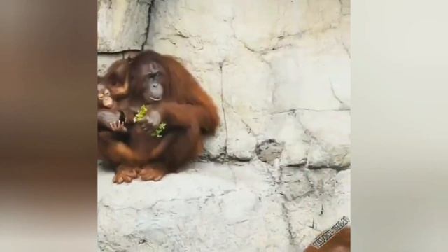 Прикольные, смешные видео 😅😅😅 Lustige videos!!!!!! смотреть онлайн