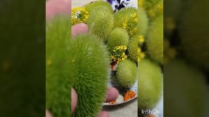 ворсянковый огурец декоративная лиана