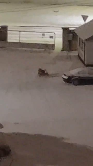 Собаки напали на другую собаку на Судостроительной в Калининграде