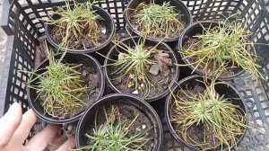 Армерия приморская ,уход и размножение