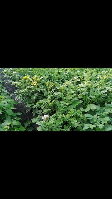 Картошка ожила после майских морозов у бабушки на ого? смотреть онлайн