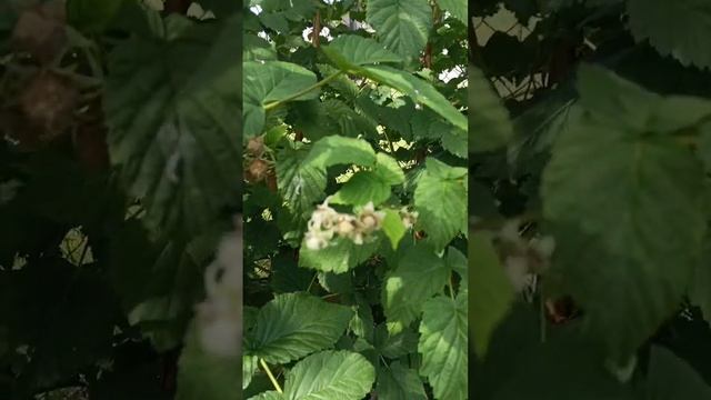 Первая малина уже краснеет, а у Вас Вы начали собирать смотреть онлайн