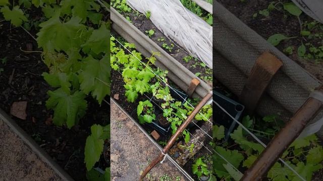 Посадка винограда в сибири. Сравнение Траншея, Тёплая смотреть онлайн
