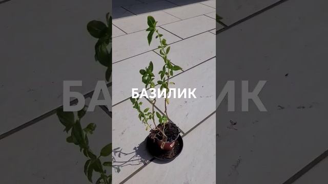 Базилик в грунте из чая/Цыганский лайфхак #рецепты #са? смотреть онлайн