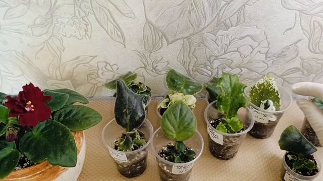 КАК ЛУЧШЕ САЖАТЬ ЛИСТ ФИАЛКИ! МОЙ ПРОВЕРЯННЫЙ СПОСОБ! смотреть онлайн