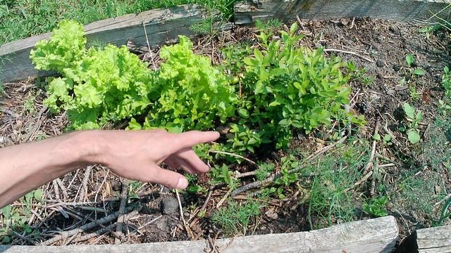 Таинственное лесное озеро