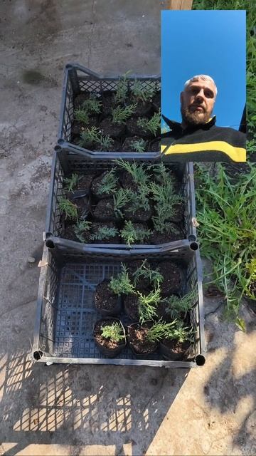 Можжевельник Голд Стар укоренился🥳 смотреть онлайн