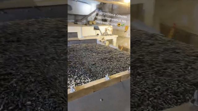 Семена подсолнечника на пневмостоле #зерновыекультур смотреть онлайн