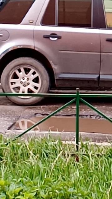 1 кот и 1 кошочка