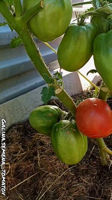 #подмосковье #дача #garden #tomato смотреть онлайн