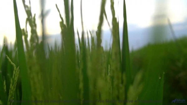 Это видео ЗАСТАВИТ тебя ПЛАКАТЬ! - Hudson River Dreamboat -- The Special Pillow -- Hudson River Drea